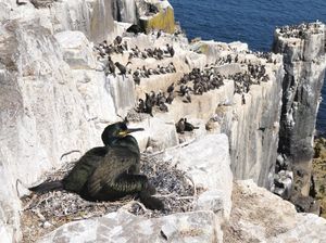 Miris! 80% Sarang Burung di Pulau Terpencil Tercemar Sampah Plastik Miris! 80% Sarang Burung di Pulau Terpencil Tercemar Sampah Plastik