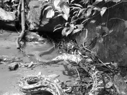 Horor Maut Lilitan Ular Tewaskan Siswa SMP di Gunung Kahar