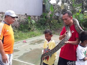 Warga Tangkap Sanca yang Kerap Mangsa Ternak di Cianjur