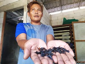 Kisah Pebisnis Empedu Kobra yang Bertaruh Nyawa Berbekal Keris Pusaka Kisah Pebisnis Empedu Kobra yang Bertaruh Nyawa Berbekal Keris Pusaka