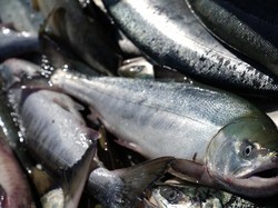 Klaster Baru Covid-19 di Bejing Lewat Ikan dan Produk Laut