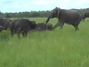 Isengnya Gajah Menendang Kepala Kerbau, Lalu Lari...