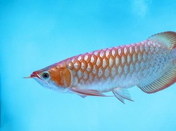 Heboh Ikan Arwana Digoreng, Bisakah Ikan Hias Mahal Ini Dimakan?