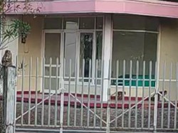 Diduga Habitatnya Rusak, Kawanan Monyet Serbu Tanaman Warga di Kudus