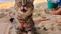 Gemasnya Potret Kucing yang Perdana ke Pantai