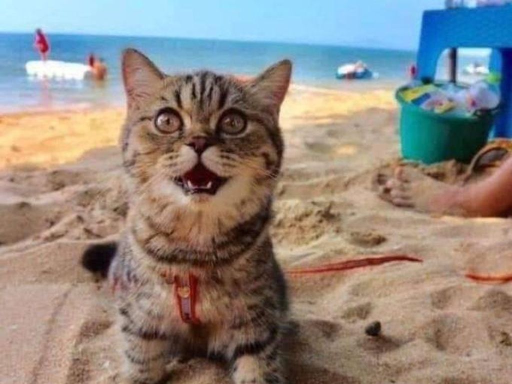 Gemasnya Potret Kucing yang Perdana ke Pantai Gemasnya Potret Kucing yang Perdana ke Pantai