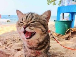 Gemasnya Ekspresi Anak Kucing Saat Perdana ke Pantai