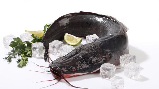 Catfish on ice with lemon on white background.