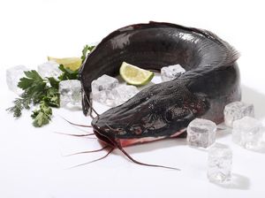 Yuk! Ternak Lele dan Sayuran dalam Sistem Mini Mina Ponik Yuk! Ternak Lele dan Sayuran dalam Sistem Mini Mina Ponik