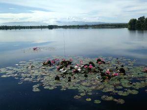 Kisah Warga di Bengkulu Puluhan Tahun Hidup Berdampingan dengan Ratusan Buaya