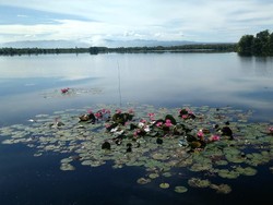 Kisah Warga di Bengkulu Puluhan Tahun Hidup Berdampingan dengan Ratusan Buaya