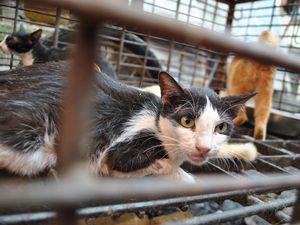 Meski Dikecam, 5 Negara Ini Masih Konsumsi Daging Kucing Meski Dikecam, 5 Negara Ini Masih Konsumsi Daging Kucing