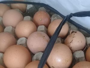 Bulog Jabar Segera Ganti Telur Busuk Bansos di Tasikmalaya