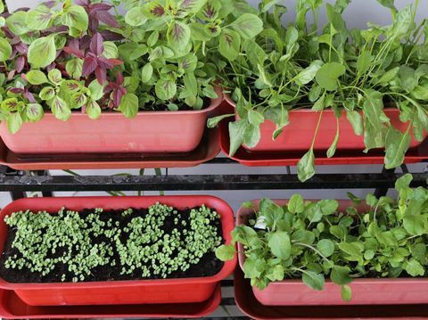Cara Menyemai Benih Hidroponik Sayur Bayam Dan Kangkung Youtube