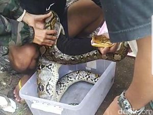 Ular Sanca Sepanjang 4 Meter Nangkring di Genting Rumah Warga Jember