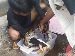 Ular Sanca yang Nangkring di Rumah Warga Jember Sempat Bikin Waswas