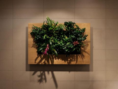 Green wall, eco friendly vertical garden, wall plants decoration