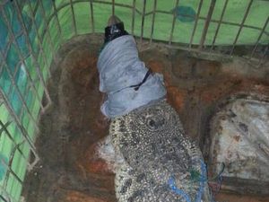 Warga Temukan Buaya Sepanjang 2 Meter di Sungai Karang Mumus Samarinda