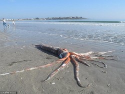 Penampakan Cumi-cumi Raksasa dan Langka Terdampar