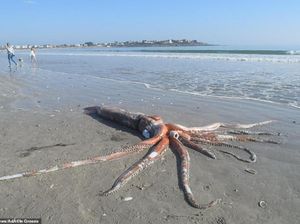Penampakan Cumi-cumi Raksasa dan Langka Terdampar Penampakan Cumi-cumi Raksasa dan Langka Terdampar