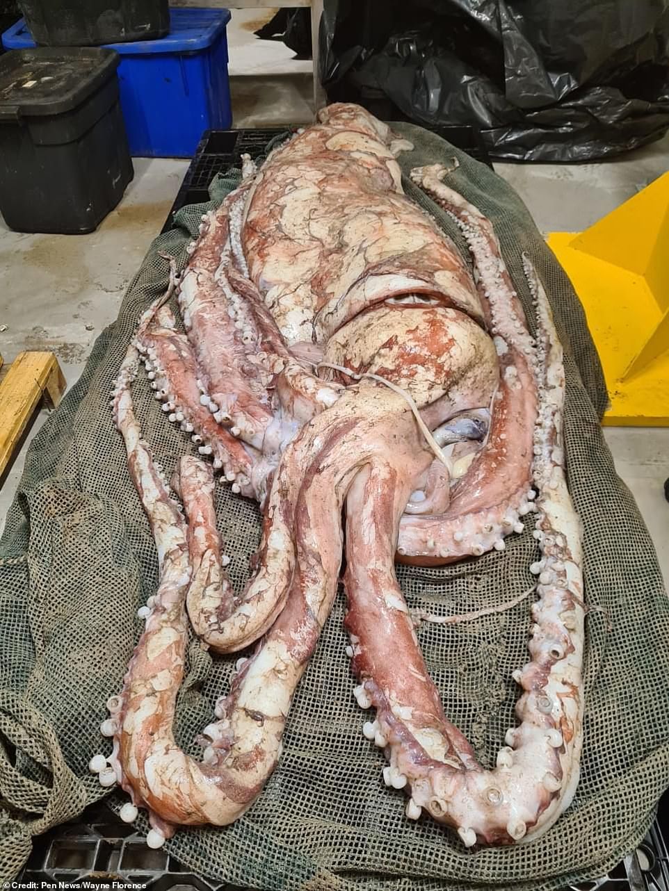 Cumi cumi raksasa