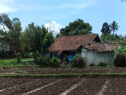Popular Sepekan: Kisah Sarjana Fisipol UGM Viral Karena Pilih Jadi Petani