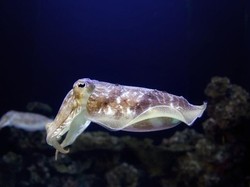 Melihat Aksi Robot Cumi-cumi Buatan Universitas California Berenang di Air