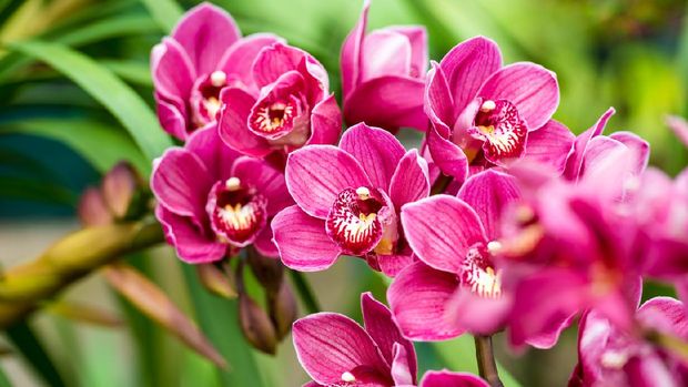 Close up of pink orchids.