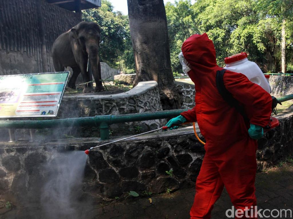 Jelang Buka Lagi, Bonbin Ragunan Disemprot Disinfektan Jelang Buka Lagi, Bonbin Ragunan Disemprot Disinfektan