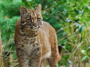 Potret Kucing Emas Langka yang Terancam Punah Potret Kucing Emas Langka yang Terancam Punah
