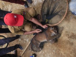 5 Fakta Kucing Emas yang Terancam Punah 5 Fakta Kucing Emas yang Terancam Punah