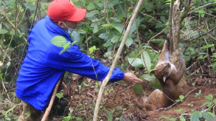 Kucing Emas terjerat perangkap babi di Agam.