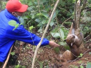 Akhir Cerita Kucing Emas Langka yang Kena Jerat Babi di Sumbar Akhir Cerita Kucing Emas Langka yang Kena Jerat Babi di Sumbar