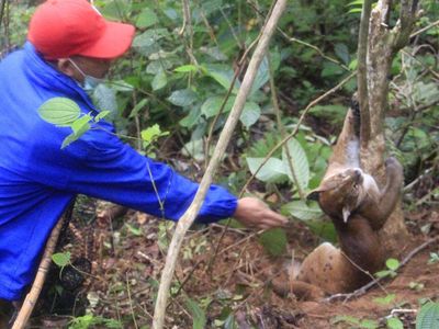 Kasihan! Kucing Emas Ini Terjerat Perangkap Babi di Sumbar