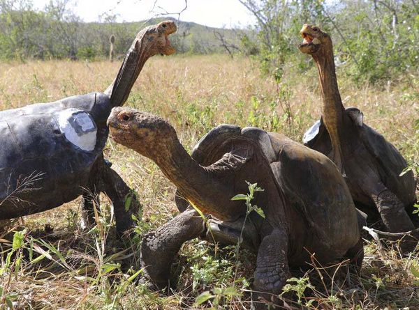 Melihat Proses Pelepasliaran Kura-kura Raksasa