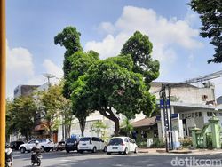 Terbentuk Alami, Pohon Turus Jalan di Yogya Ini Serupa Ayam Raksasa