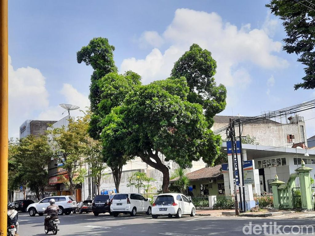 Terbentuk Alami, Pohon Turus Jalan di Yogya Ini Serupa Ayam Raksasa Terbentuk Alami, Pohon Turus Jalan di Yogya Ini Serupa Ayam Raksasa