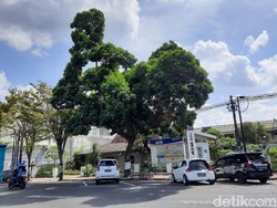 Warga Sebut Pohon yang Viral Gegara Mirip Ayam di Yogya Terbentuk Alami