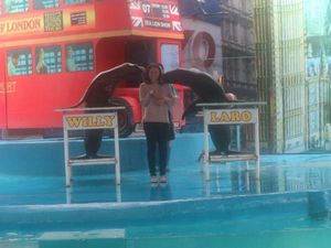 Foto: Lebih Pintar Mana, Kamu atau Singa Laut Ini?