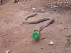 Kasihan! Ular Ini Telan Botol Plastik yang Dikira Makanan