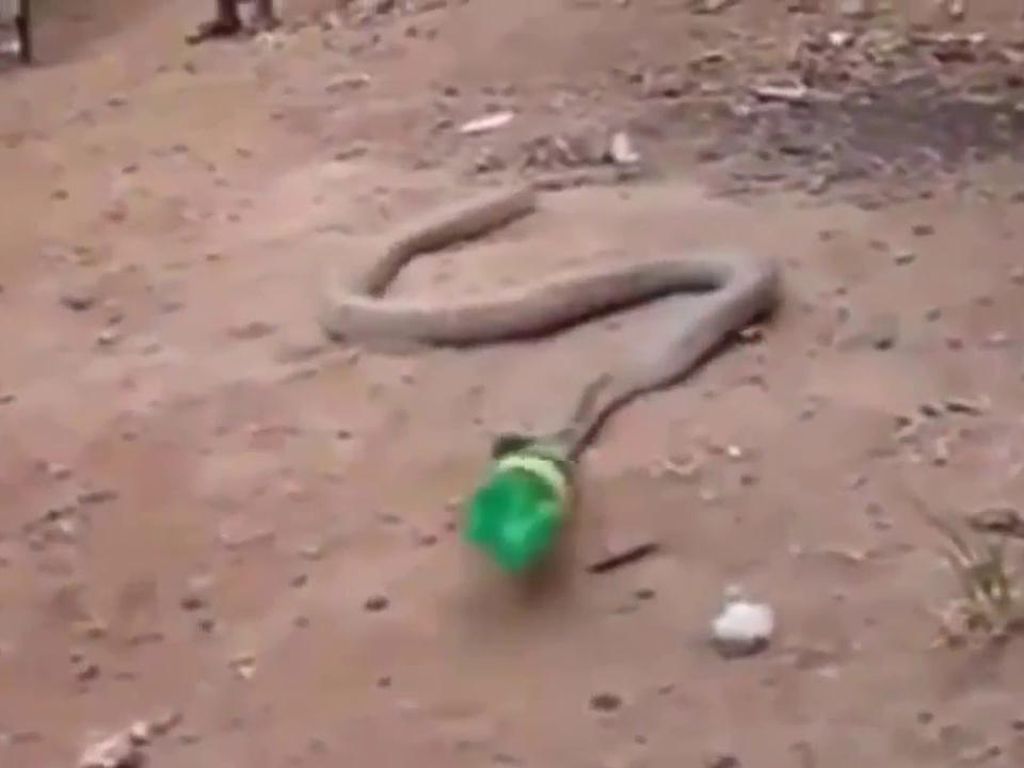 Kasihan! Ular Ini Telan Botol Plastik yang Dikira Makanan Kasihan! Ular Ini Telan Botol Plastik yang Dikira Makanan