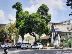 DLH Yogya Soal Pohon yang Viral Gegara Mirip Ayam: Itu Alami, Nggak Dibentuk