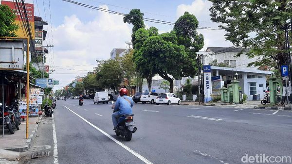 Viral Nih... Ada Pohon Berbentuk Ayam