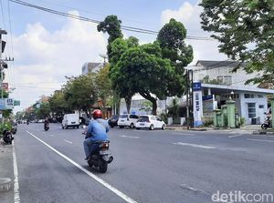 Viral Nih... Ada Pohon Berbentuk Ayam