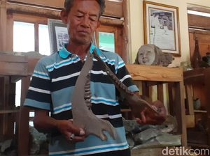 Penampakan Fosil Koleksi Warga Sragen