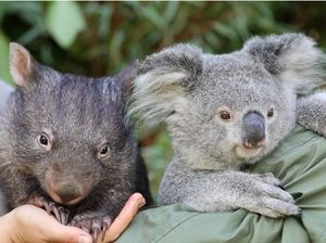 Persahabatan Koala dan Wombat yang Menggemaskan Persahabatan Koala dan Wombat yang Menggemaskan