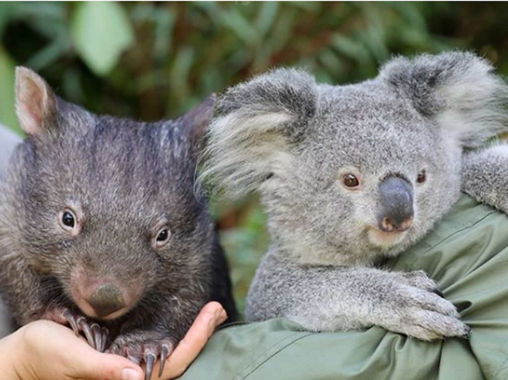 Persahabatan Koala dan Wombat yang Menggemaskan