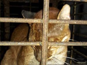BKSDA Bukittinggi Catat Sudah Ada 3 Kucing Emas yang Mati Sejak 2019 BKSDA Bukittinggi Catat Sudah Ada 3 Kucing Emas yang Mati Sejak 2019