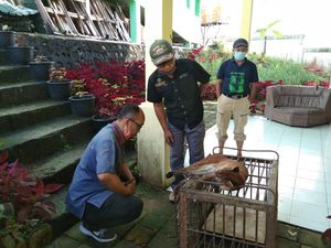 Nasib Catopuma Temminckii, Awalnya Kena Jerat Babi Akhirnya Mati Nasib Catopuma Temminckii, Awalnya Kena Jerat Babi Akhirnya Mati