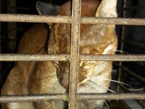 Kucing Emas Kena Jerat Babi Dirawat karena Kaki Membusuk, Ini Penampakannya Kucing Emas Kena Jerat Babi Dirawat karena Kaki Membusuk, Ini Penampakannya